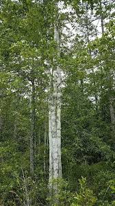 Image result for Populus ×  canescens