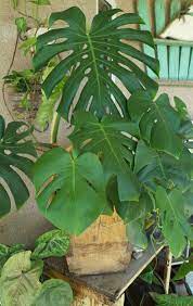 Split Leaf Philodendron In Wooden Box Stays Outside For The Sommer Aerial Root Is Climbing The Wall Behind It Bought It Plants Philodendron Plant Leaves