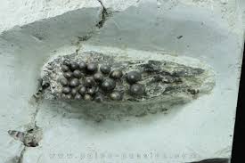 Image result for Crepidomanes chevalieri