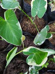 Xanthosoma Mickey Mouse Alocasia Plants Plant Leaves Alocasia Plant