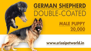 Maybe you would like to learn more about one of these? Double Coated German Shepherds Buy German Shepherd Alsatian Dogs On Sale Shepherd In India