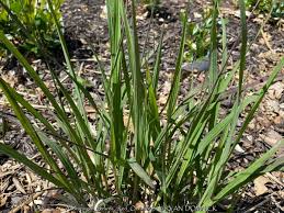 Image result for Andropogon schirensis