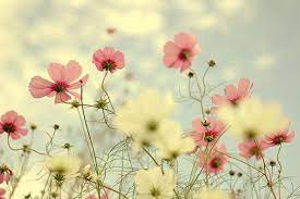 flowers 季節の生花種類 花 壁紙 花