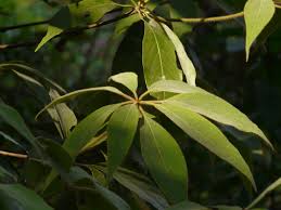 Image result for Actinodaphne