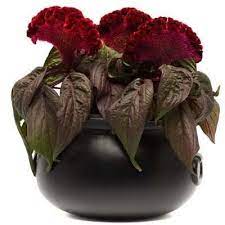 Celosia Dracula Flower Farm Types Of Flowers All Flowers