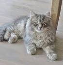 120 Greatest Siberian Cat Names | PetPress