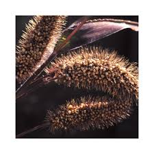 Image result for Lessertia macrostachya