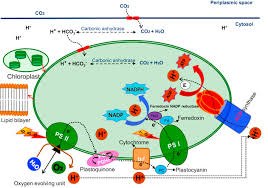 Plants carry out photosynthesis, the process of using sunlight to make sugar and oxygen from carbon dioxide and water. Photosynthetic Activity An Overview Sciencedirect Topics