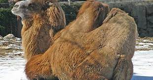 Once dehairing is completed, the fibres are spun into yarn. Pin On Animals Melt Me Fiber Friendly Critters