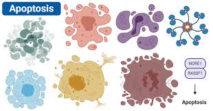 Its process is triggered by toxins, severe. Apoptosis Definition Pathways Assay Examples Vs Necrosis