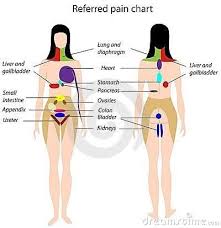 Stock illustrations male torso with muscles and organs back view. Pin On Reflexology Body Map Pressure Points