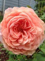 English Rose William Morris Rose English Roses Flowers