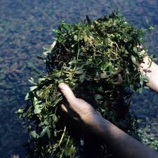 Image result for Hygrophila uliginosa