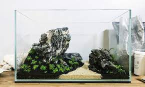 Plants like java moss, water wisteria, amazon sword, anubias, etc are quite popular in the aquascaping world. The Best Freshwater Plants For Beginners Scapelyfe