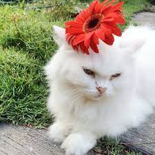 Pinky The Gerbera Flower Girl Here Kitty Kitty Cute Cats Cats