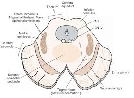 Cross Sectional Diagram In Which The Principal Structures Of The Midbrain At The Level Of The Inferi Nervous System Parts Medical School Stuff Medical Pictures