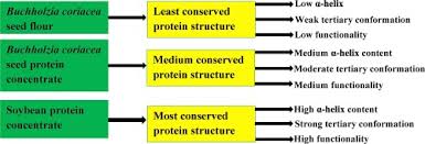 Image result for Buchholzia