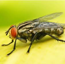 Our staff is high trained and constantly attends all new appeared courses specialized in our field to keep abreast of the last research outcomes. Pest Control Exterminators In New York City Brooklyn And Queens 24 Hour Pest Control In New York City Can Help Rid Your Home Of Bed Bugs Roaches Ants And More Call
