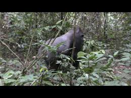 The rainforest is very important for the life of the plants and animals. Father Of 20 Turns 40 In Congo Rainforest