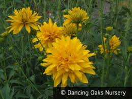 Image result for Rudbeckia laciniata