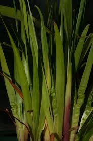 Image result for Xyridaceae