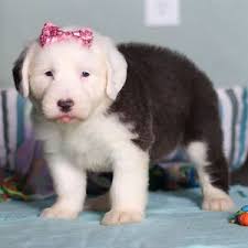 Millie, a Black & White Female Old English Sheepdog Puppy 810960