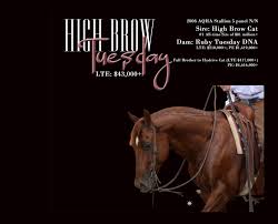 Video 2013 sorrel quarter horse gelding. High Brow Tuesday Rimrock Livestock