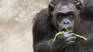 Image result for Aspilia rudis