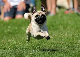 Lustige bilder tiere mit sprüchen kostenlos cpropw. Witzige Tierfotos