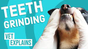 Teeth Grinding Bruxism In Dogs Youtube