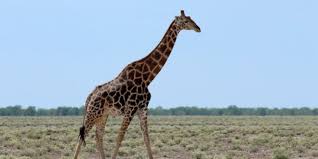 Maybe you would like to learn more about one of these? Etosha Nationalpark In Namibia Reisetouren Reisezeit Unterkunfte Und Tierwelt