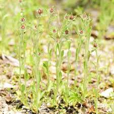 Image result for Gnaphalium polycaulon