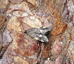 Image result for Telechrysis tripuncta