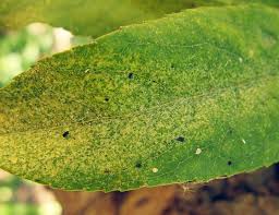 You spotted spider mites on your lemon tree? Fruit Trees How To Get Rid Of Spider Mites On Fruit Trees