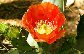 Some cactus flowers bloom for only a day, while others last for weeks. Cactus And Cactus Flowers Photos From Phoenix Arizona