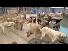 Kozan Hayvan Barinaginda Kopekler Acliktan Birbirini Yedi Youtube
