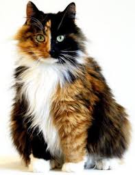 Calico colors can present in any breed of domestic cat, long hair or short: Cats And Kittens On Twitter I Think This Long Haired Calico Cat Is Strikingly Beautiful