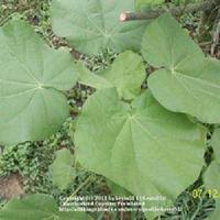 Image result for Wissadula