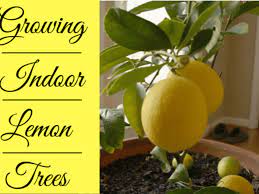 Mature trees are around 6 to 10 ft (2 to 3 m) tall with dark green shiny leaves. How To Grow Indoor Meyer Lemon Trees Dengarden