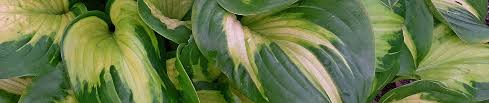 How To Grow And Care For Hostas