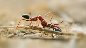 Indoor and outdoor particulate matter 2.5 (pm2.5) concentrations were monitored in seven sampling sites: What Chemicals Do Exterminators Use For Ants Pest Samurai