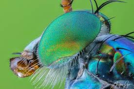 Dolichopodidae Long Legged Fly Canon 80d Reverse 18 55mm Raynox Dcr 250 Twin Flash Kx800 With Diy Diffuser Led Led Panel Long Legged Fly Macro Photos