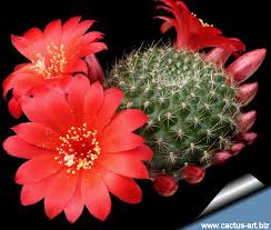 Download this free photo about cactus with thorns and red flowers, and discover more than 8 million professional stock photos on freepik. Rebutia Krainziana