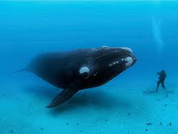 We did not find results for: Whales How Whales Became Biggest Animals On Earth Largest Animal On Earth The Economic Times