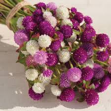 Image result for Gomphrena globosa