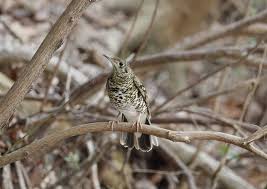 Image result for トラツグミ