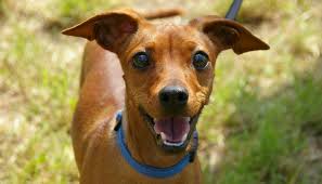 We did not find results for: 10 Fun Brain Games For Dogs Puppy Leaks