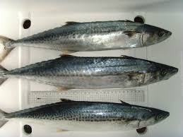At the end of world war ii, the country was divided into two occupational zones along the … Frozen Spanish Mackerel Korea Price Supplier 21food
