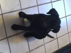 Many german shepherd lab mix. View Ad Shepradors Litter Of Puppies For Sale Near Michigan Livonia Usa Adn 68026