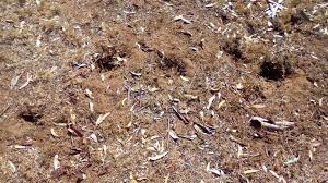 Without other visible harm though, the inhabitants are likely ecologically neutral or beneficial (ie a normal part of the environment). Mystery Holes In Lawn Bunnings Workshop Community